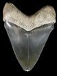 Glossy, Serrated Megalodon Tooth - Bone Valley, Florida #48674-1
